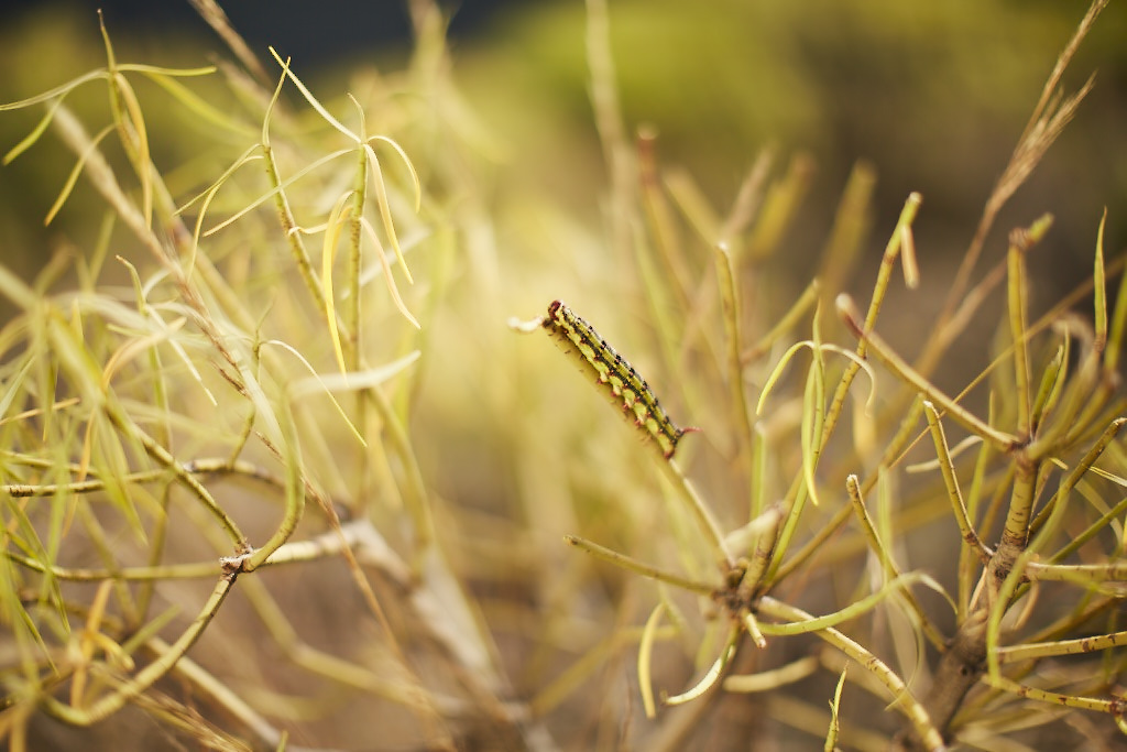 WF_SS16_GRAN_CANARIA_07_0162